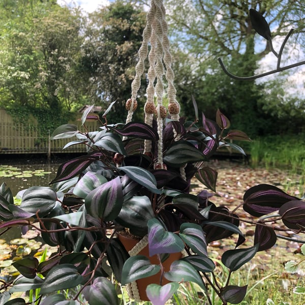 Macrame Plant Holder - 'Sasha'