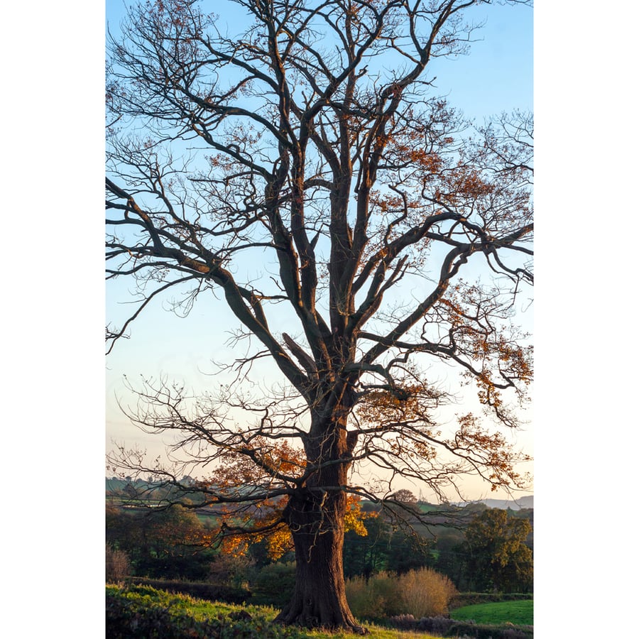 Photographic Print -Autumn Oak Tree in the Welsh Marches