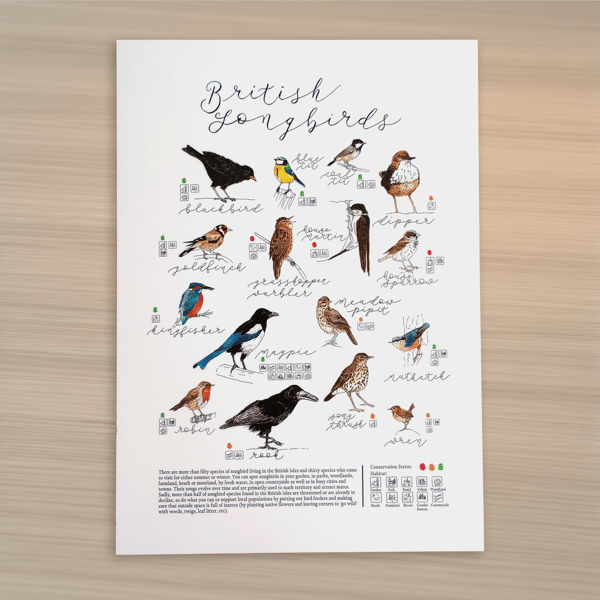 British Songbirds - A4 Eco Art Print: 16 Illustrated birds in Ink & Watercolour