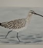 Curlew in frame - Image 2