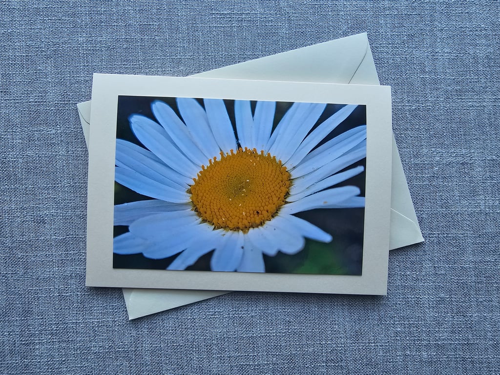 Cheerful Daisy Large Photographic  Card Size 7" x 5"
