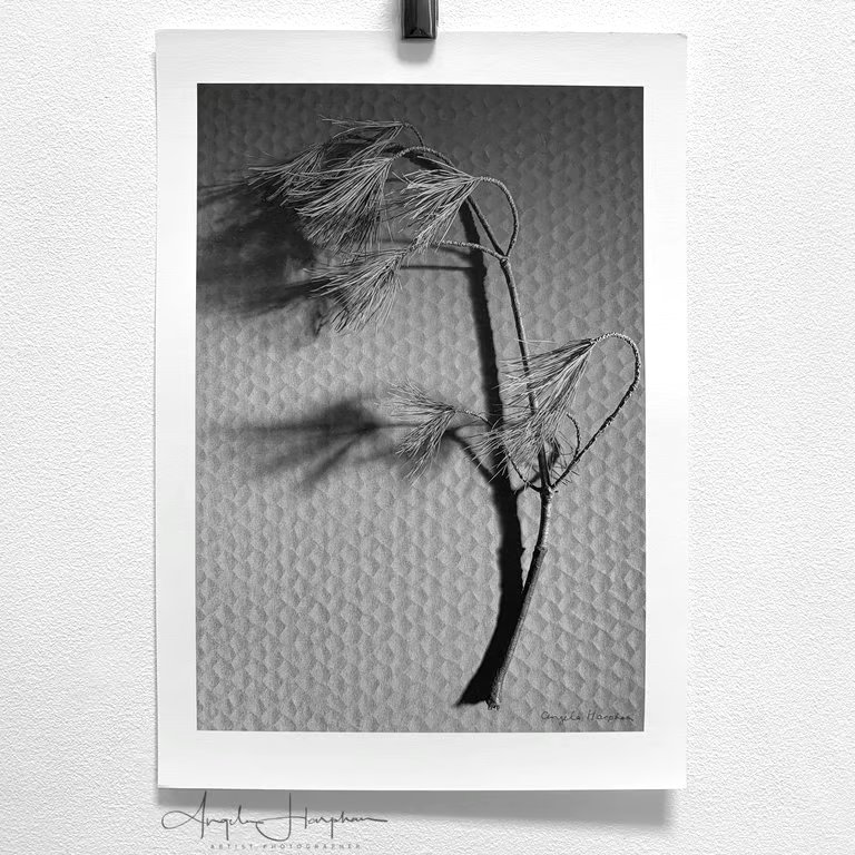 Fine Art Photograph Pine Branch - Choice of Four Colours