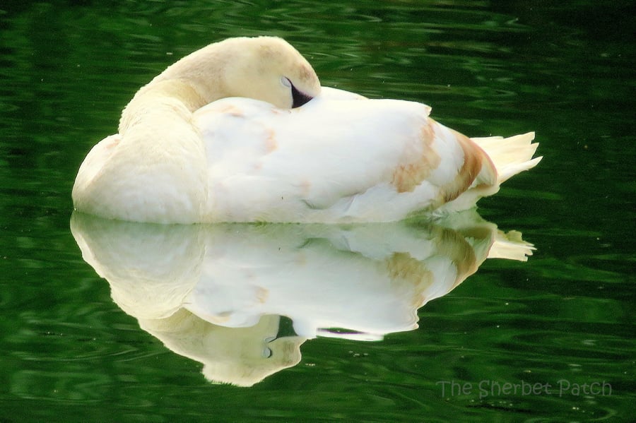 Sleepy swan.  A card featuring an original photograph.  Blank inside.