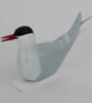 Arctic tern - Image 3