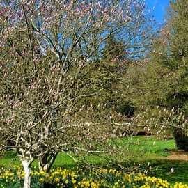 Magnolia Tree Batsford Arboretum Cotswolds UK Photograph Print