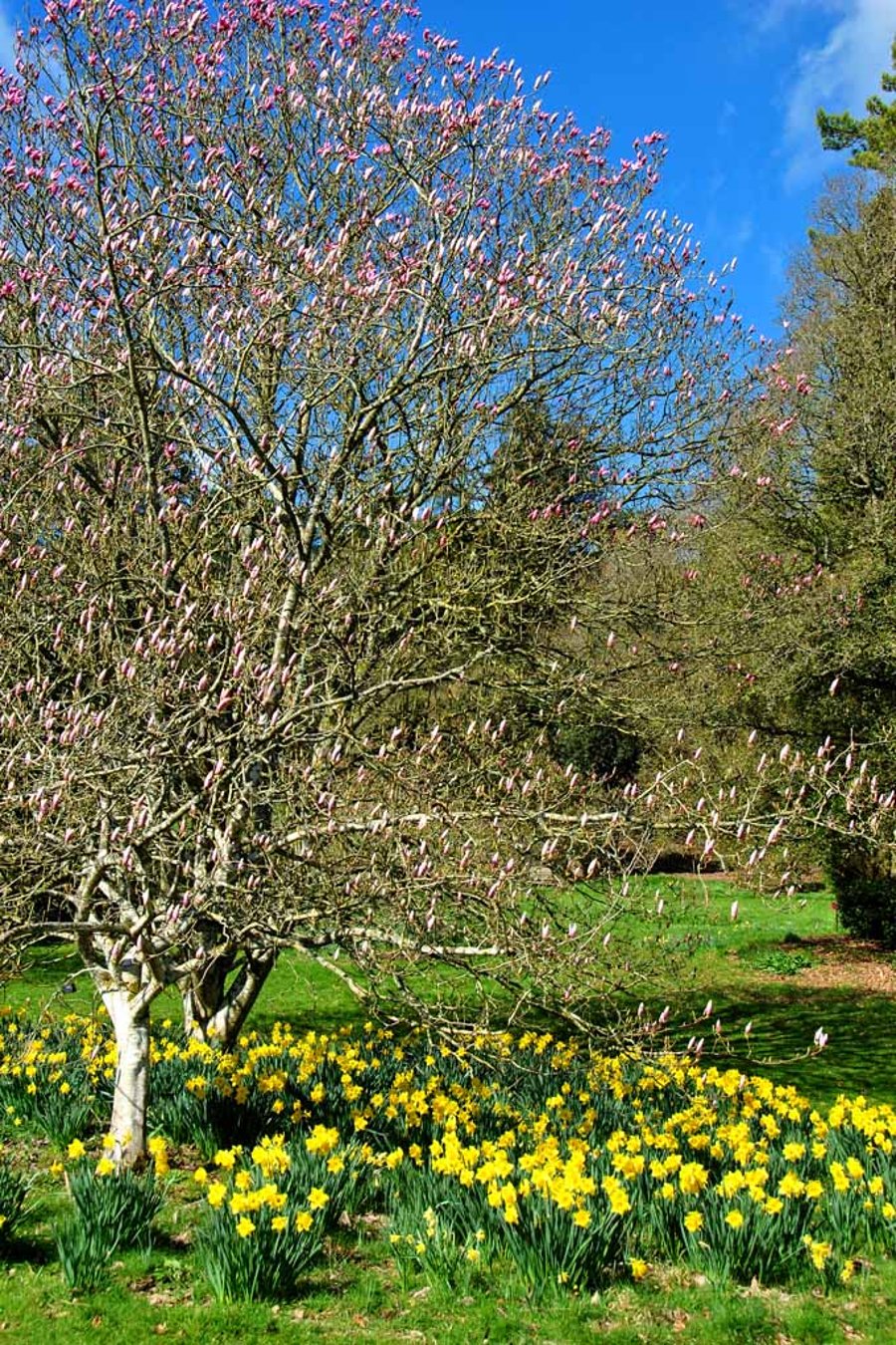 Magnolia Tree Batsford Arboretum Cotswolds UK Photograph Print