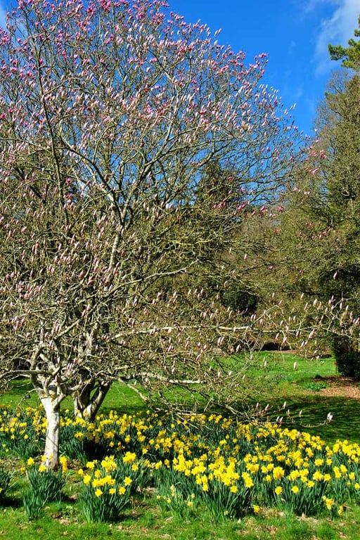 Magnolia Tree Batsford Arboretum Cotswolds UK Photograph Print