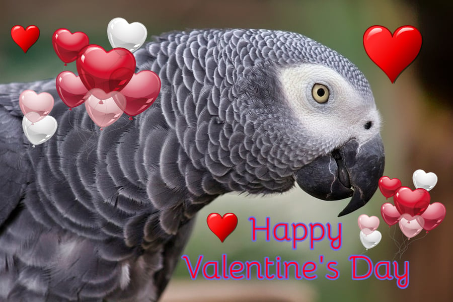 Happy Valentine's Card African Grey Parrot A5