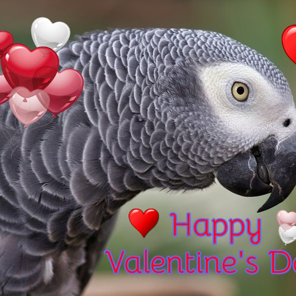 Happy Valentine's Card African Grey Parrot A5