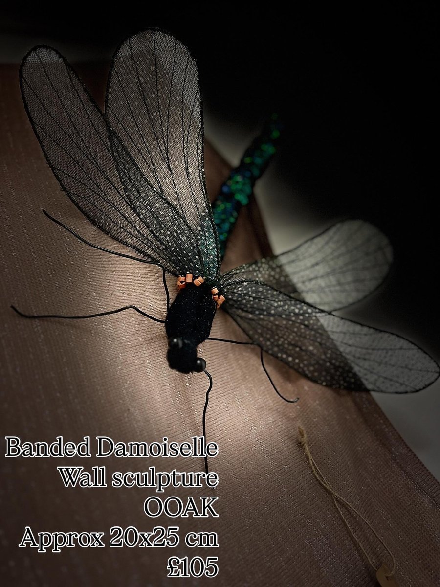 Banded Damoiselle