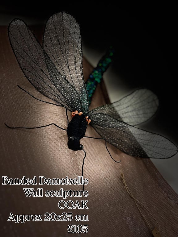 Banded Damoiselle