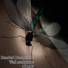 Banded Damoiselle