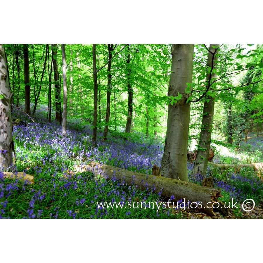 'Carpet of Blue' Mounted Print - Ready to Frame Photo - Bluebell Woods -Free P&P