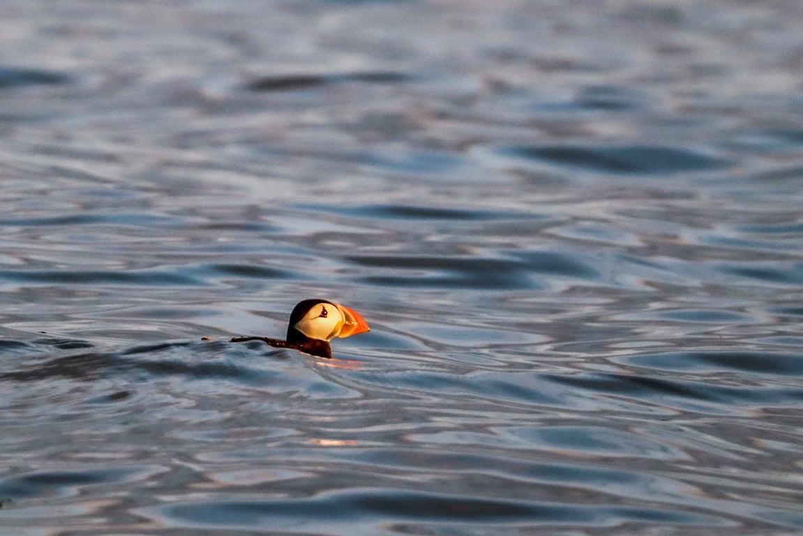 All At Sea - Puffin Photography Print (unframed, unmounted)