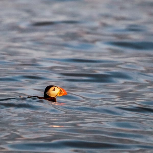 All At Sea - Puffin Photography Print (unframed, unmounted)