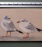 Seagulls on ice - Image 3