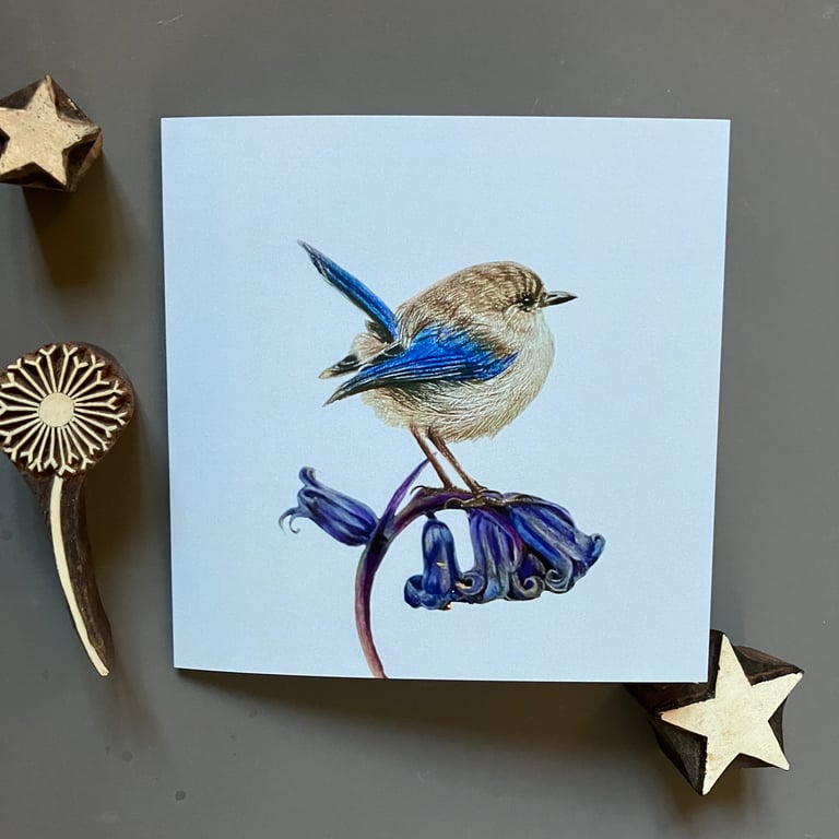 Bluebell Fairy Wren