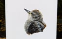 British Birds
