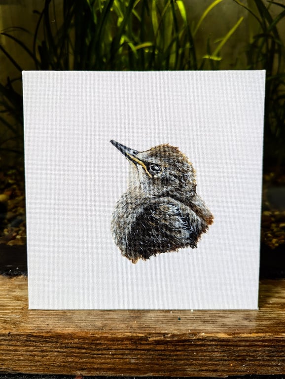 Starling Fledgling Acrylic Portrait Painting 