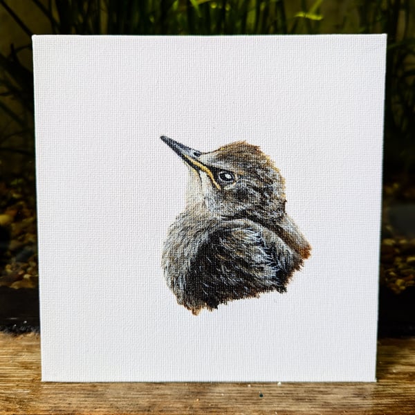 Starling Fledgling Acrylic Portrait Painting 