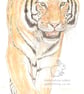 Tiger - Keyring - Image 2