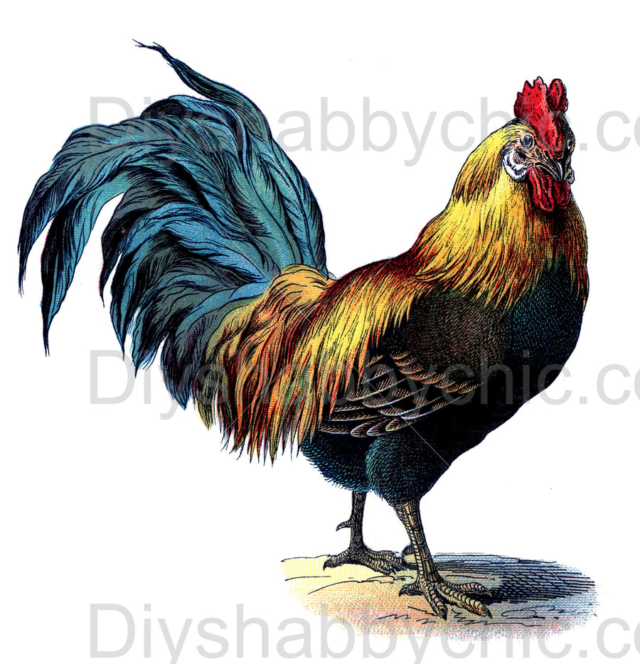 Waterslide Wood Furniture Decal Vintage Image Transfer DIY Shabby Chic Rooster