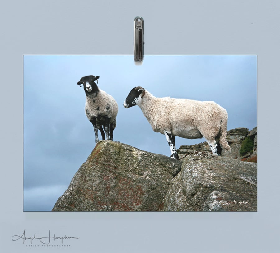 Mounted Colour Photograph - Derbyshire Two Sheep A3 Fine Art 