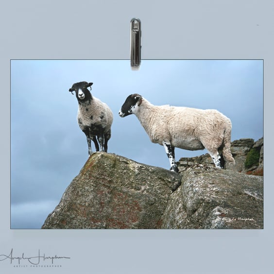 Mounted Colour Photograph - Derbyshire Two Sheep A3 Fine Art 