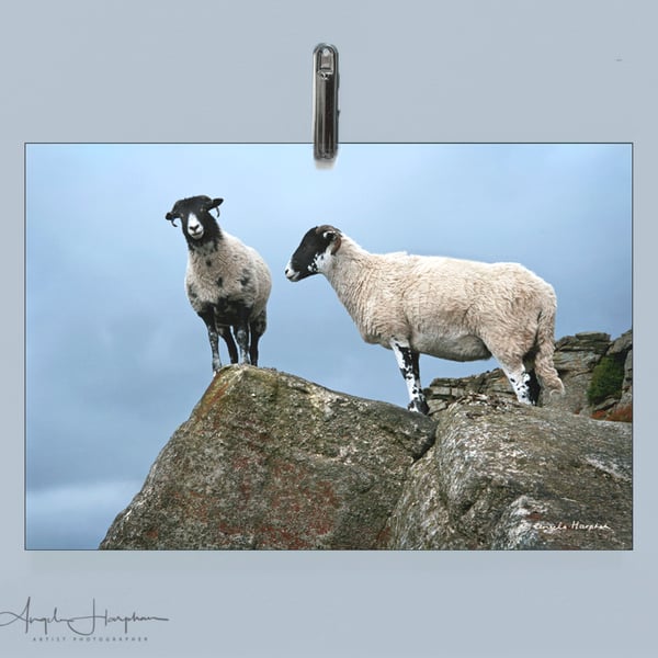 Mounted Colour Photograph - Derbyshire Two Sheep A3 Fine Art 