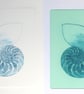 Chambered nautilus cross section sea shell original drypoint etching - Image 3