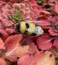 Needle felted bumble bee brooch - Image 5
