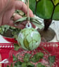 Snowdrop hand-painted ceramic Christmas bauble - Image 2