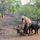 White Rhinoceros Zulu Nyala Game Reserve South Africa Photograph Print