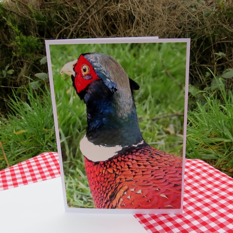 Pheasant.  A card featuring an original photograph. Blank inside.
