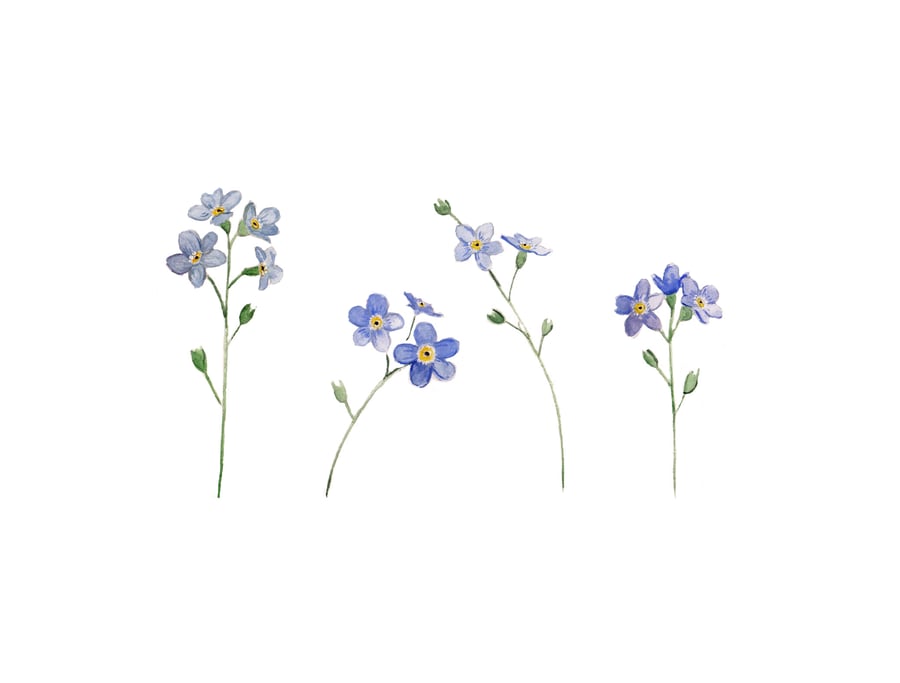 Forget-me-not mounted print