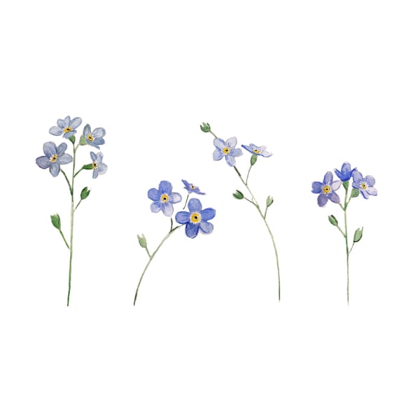 Forget-me-not mounted print