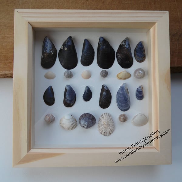 Colours of Hayle Sea Shell Picture P130