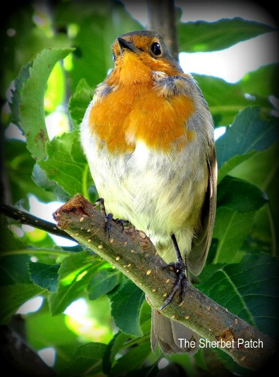 Garden Robin.  Greetings card.  