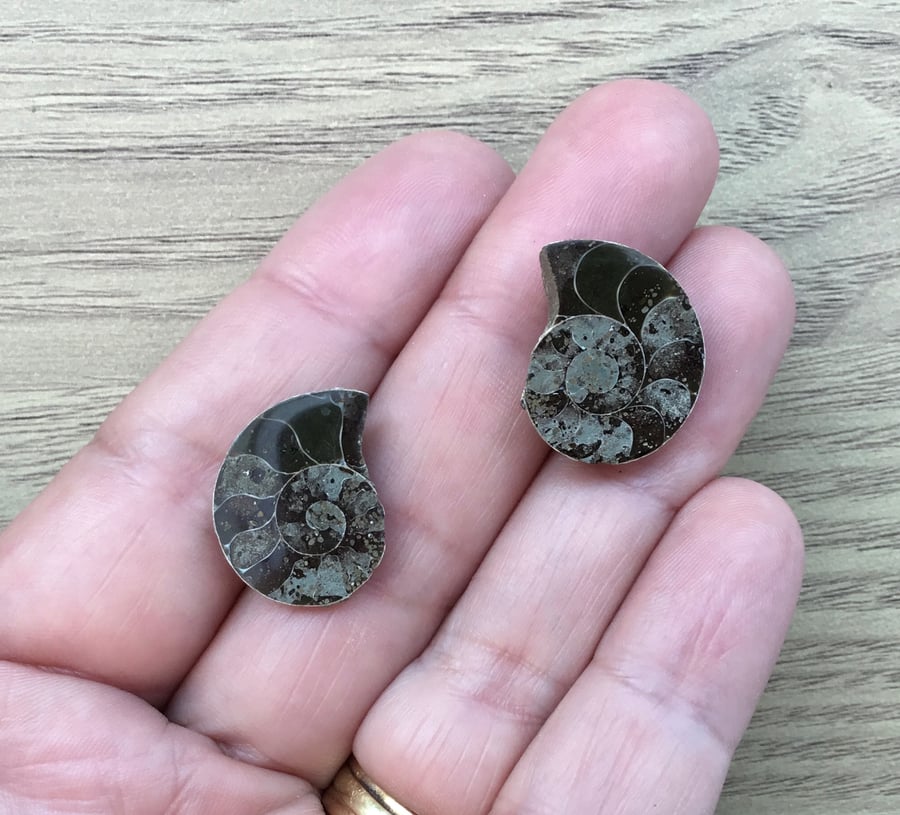 Beautiful Pair of Half Ammonites for Custom Jewellery Designer.