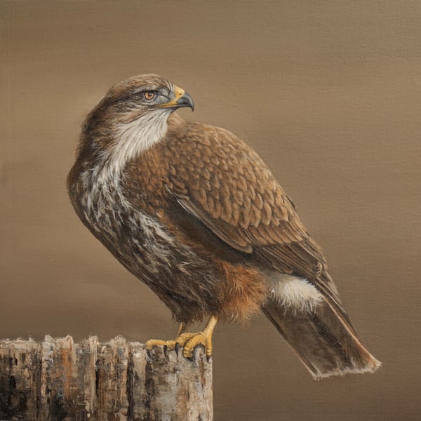 Giclee Print, UK Wildlife Art, Buzzard , Bird of Prey, Nature Artwork