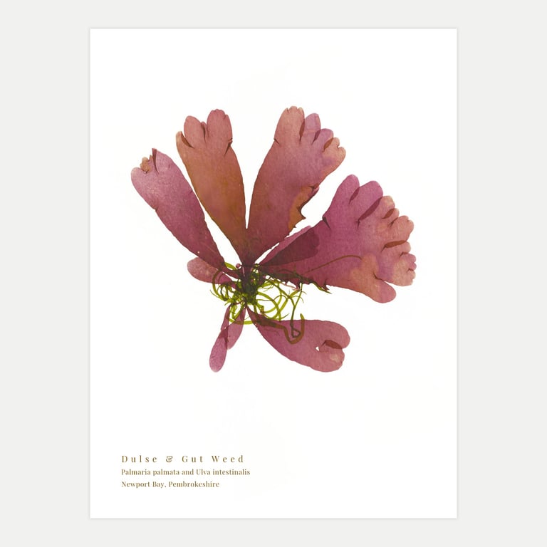 Dulse and Gut Weed print