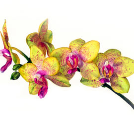 Orchid print - Limited edition botanical print