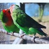 Photographic greetings card of two Love Birds.