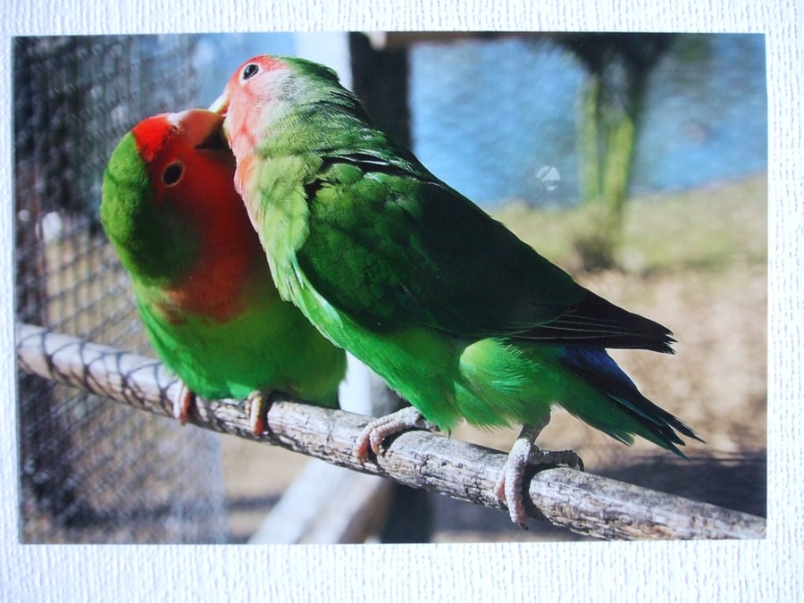 Photographic greetings card of two Love Birds.