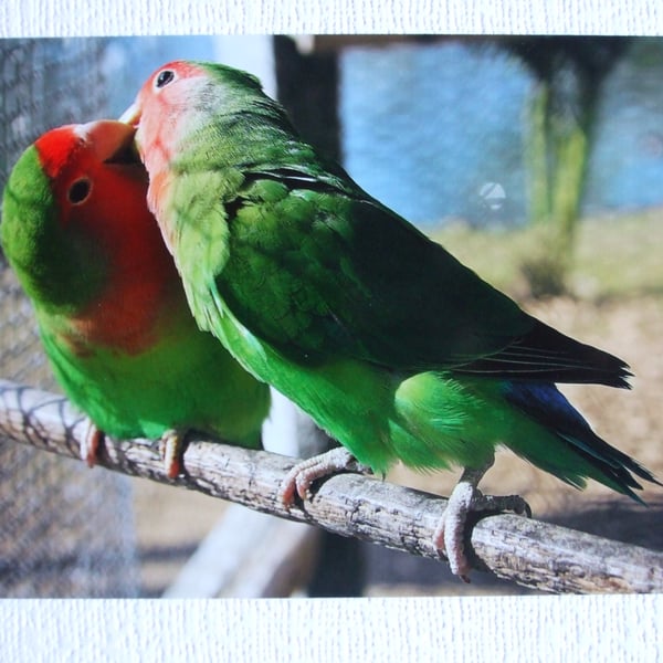 Photographic greetings card of two Love Birds.