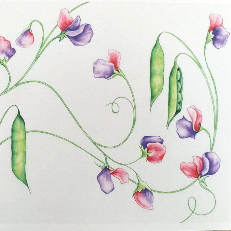 "Summer Sweet Peas" A5 Watercolour and Pen Original Art Print