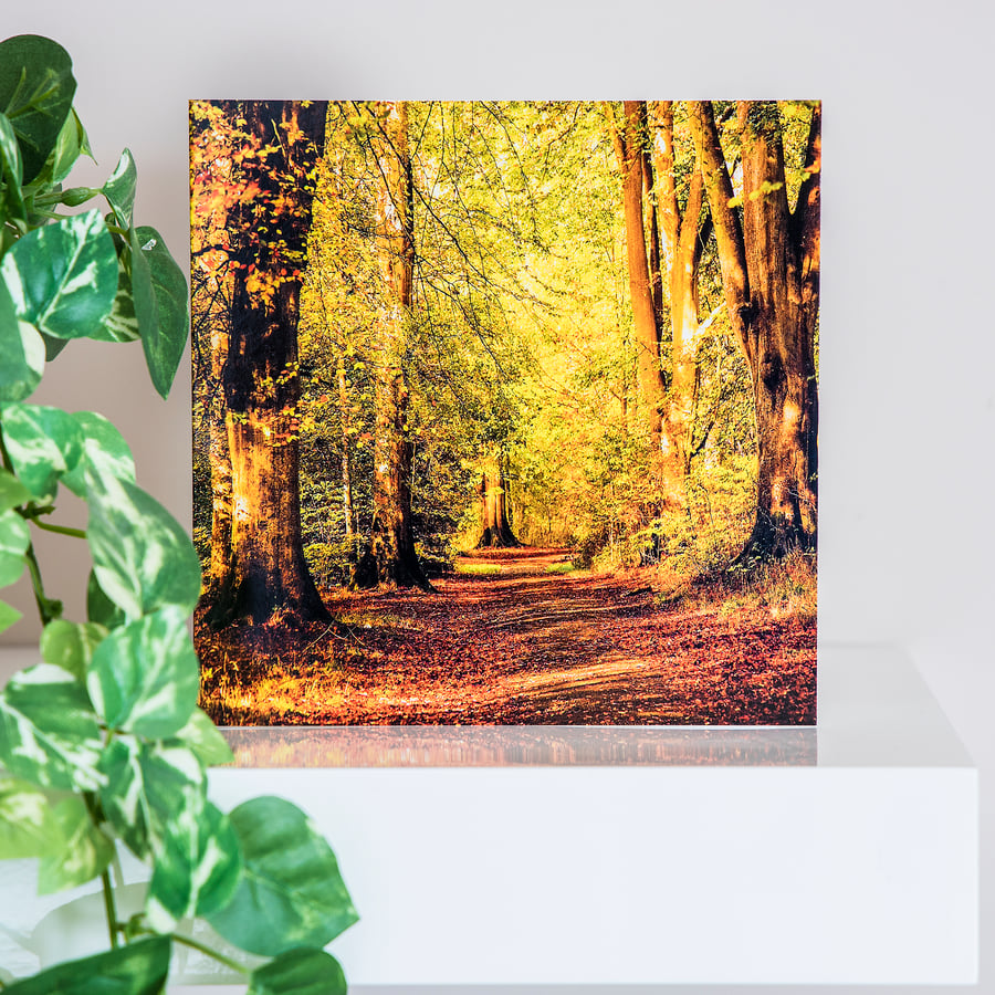 Autumn Woods Blank Greetings Card autumnal beech trees forest  woodland UK  