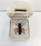 Bee 225, Halictus maculatus, the Female Square-headed Furrow Bee - Image 1