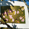 Apple Blossom Green, original hand-pulled screen print
