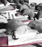 Climbing Hedgehog 2 of 2 - Image 7